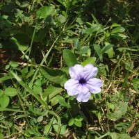 Ruellia tuberosa L.